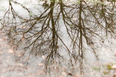 Bir su birikintisine yansıyan ağaç