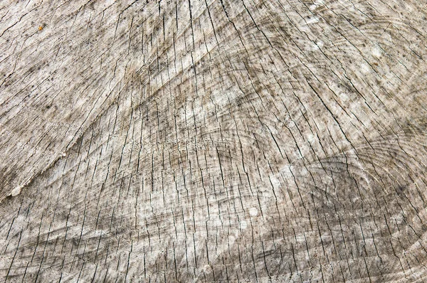 Texture bois de l'arbre coupé — Photo