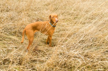 Vizla sürünen köpek yavrusu