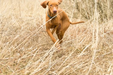 Vizla sürünen köpek yavrusu