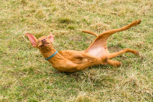 Vizla sürünen köpek yavrusu — Stok fotoğraf