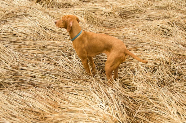 Vizla sürünen köpek yavrusu — Stok fotoğraf