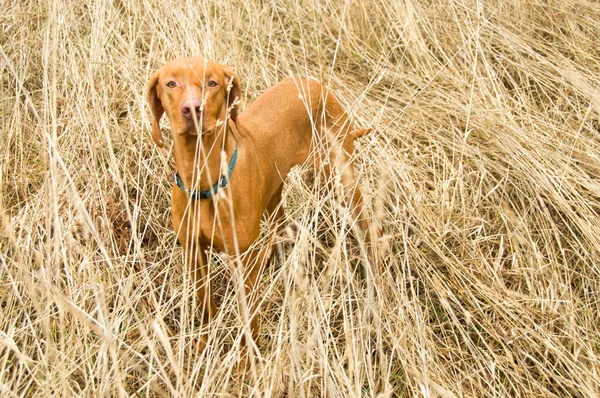 Vizla 강아지 들어온다 — 스톡 사진