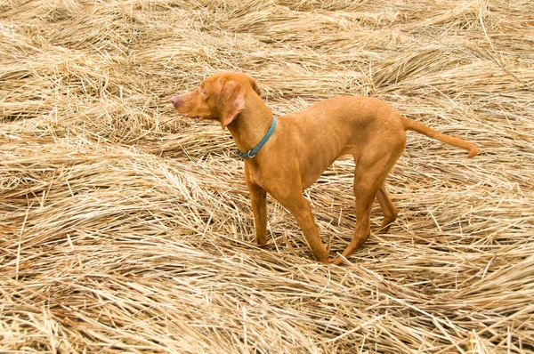 Vizla sürünen köpek yavrusu — Stok fotoğraf