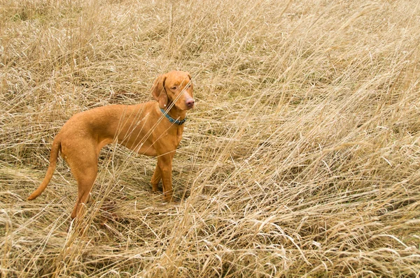 Vizla filhote de cachorro rastejando — Fotografia de Stock