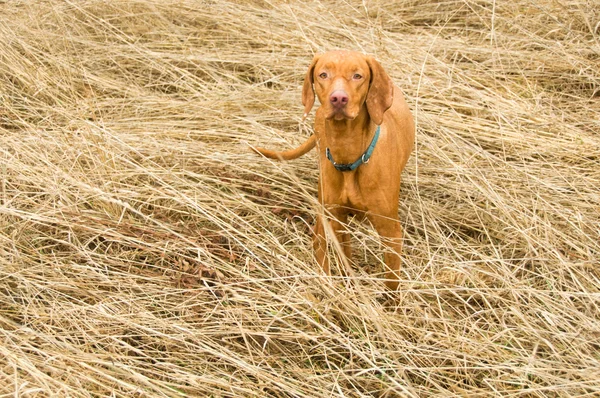 Vizla 강아지 들어온다 — 스톡 사진