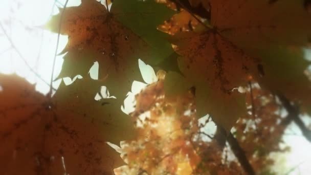 Fußstapfen der Herbstblätter — Stockvideo