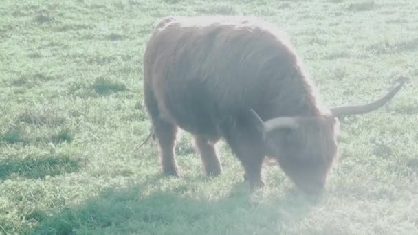 Highland Cattle — Stock Video