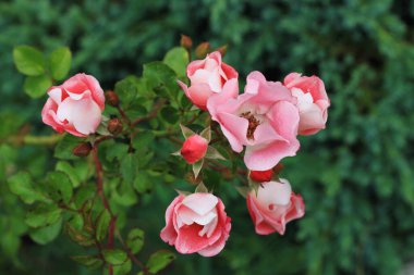 Yazın çiçek açan güzel güller.