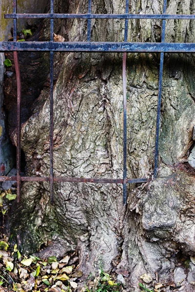 Tree Growing Metal Fence — Stock Photo, Image