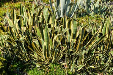 Agave plants in Greece.