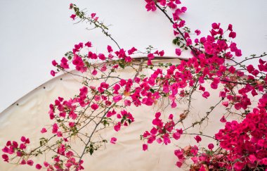 Bougainvillea çiçek
