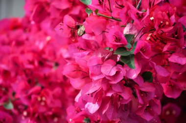 Bougainvillea çiçek