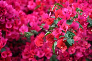 Bougainvillea çiçek
