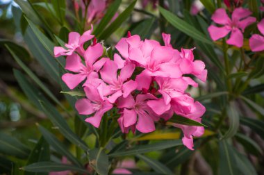 pembe zakkum çiçekleri