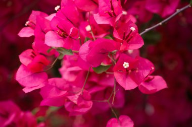 Bougainvillea çiçek