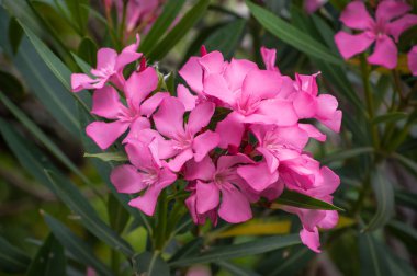 pembe zakkum çiçekleri