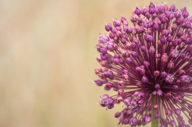 çiçekleri mor soğan