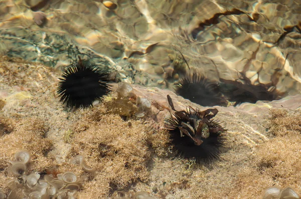 Black sea urchin — ストック写真