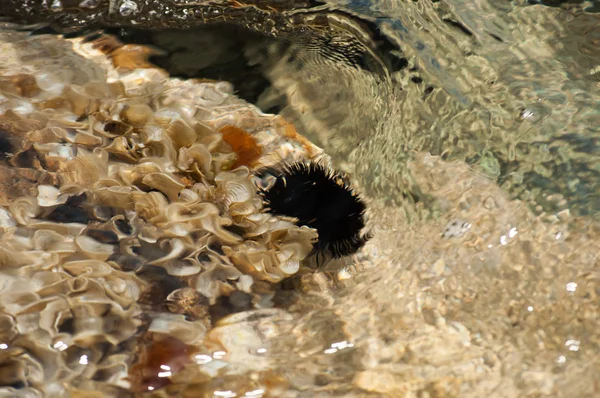 Black sea urchin — Zdjęcie stockowe