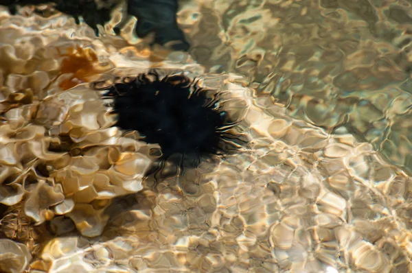 Black sea urchin — Zdjęcie stockowe