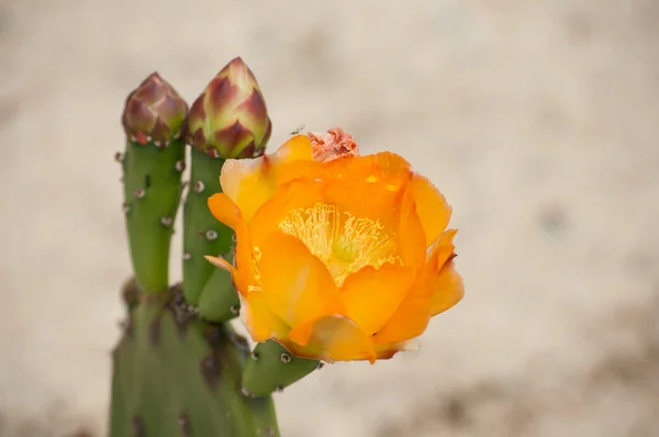 Flores de cactus amarillo —  Fotos de Stock
