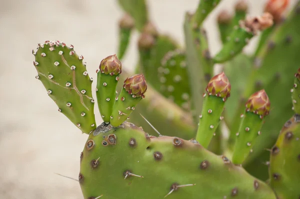 Brotes de cactus —  Fotos de Stock