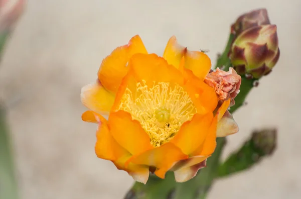 Flores de cactus amarillo —  Fotos de Stock