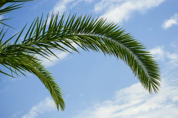 Palmblad — Stockfoto