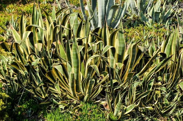 Agave plants in Greece. — ストック写真