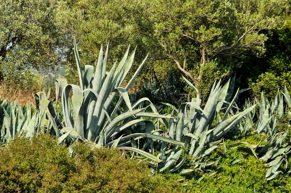 Agave plantas en Grecia . —  Fotos de Stock