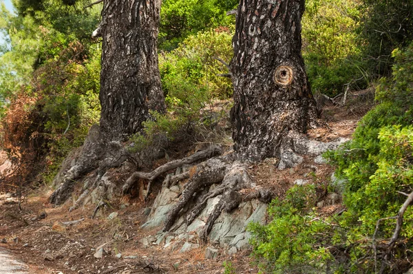 Pohon tua — Stok Foto