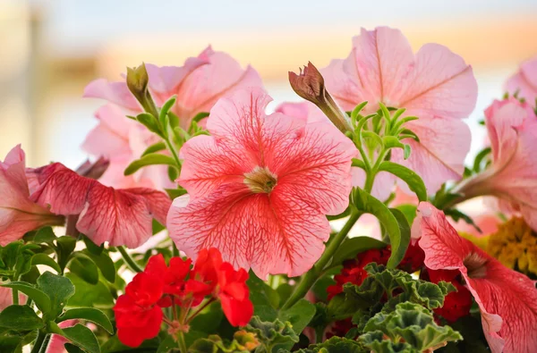 ピンクの花がペチュニア — ストック写真