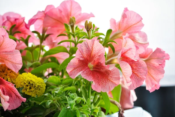 Rosa petunia blommor — Stockfoto