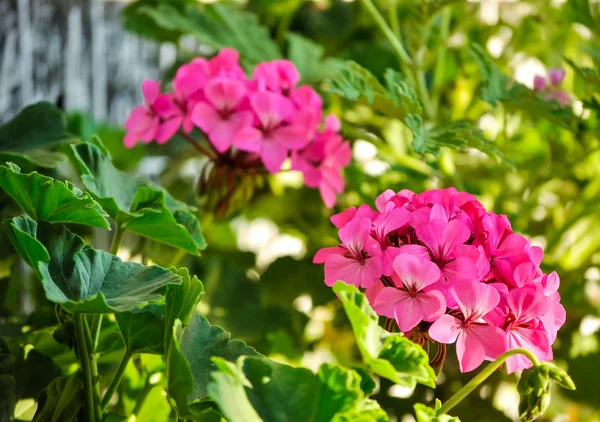 Roze geranium — Stockfoto