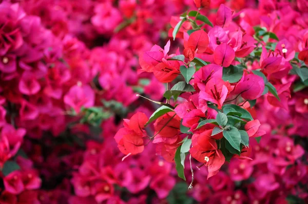 Bougainvillea flower — Stock Photo, Image