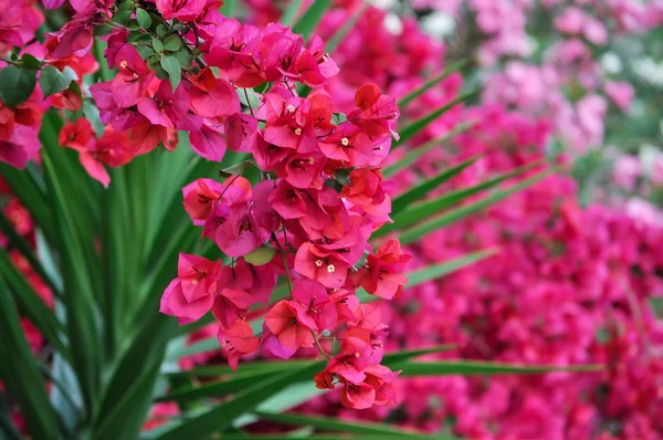 Bougainvillea bloem — Stockfoto