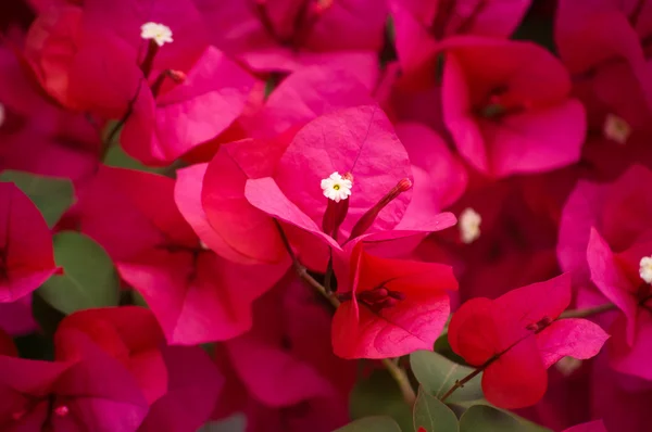 Bougainvillea bloem — Stockfoto