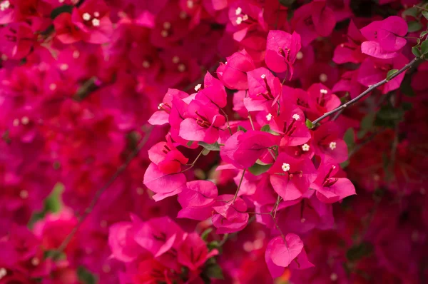 Bougainvillea flower — Stock Photo, Image