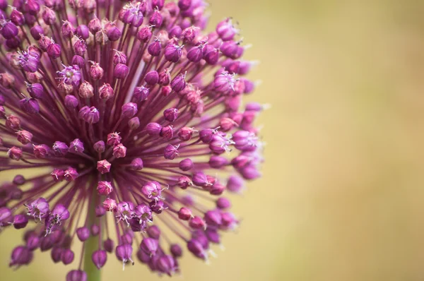 Purple onion flowers