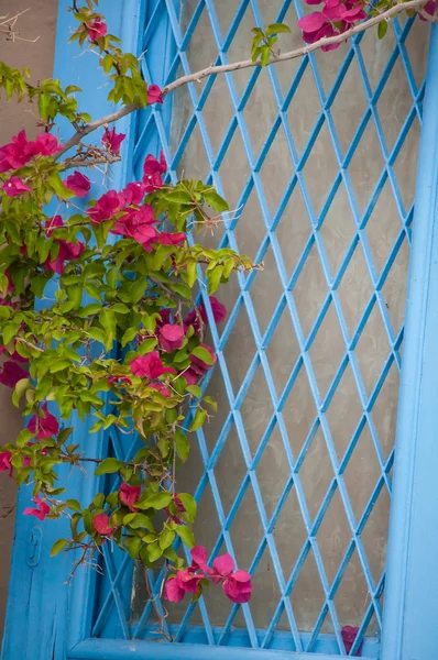 Bougainvillea çiçek ile geleneksel Yunan kapı — Stok fotoğraf