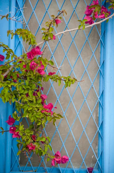 Porte grecque traditionnelle avec des fleurs de bougainvilliers — Photo