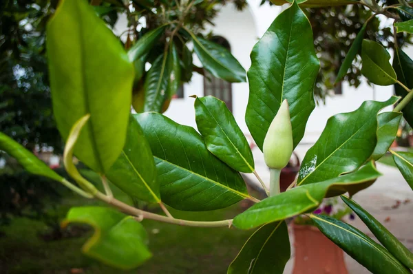 Magnolia bud — Stock fotografie