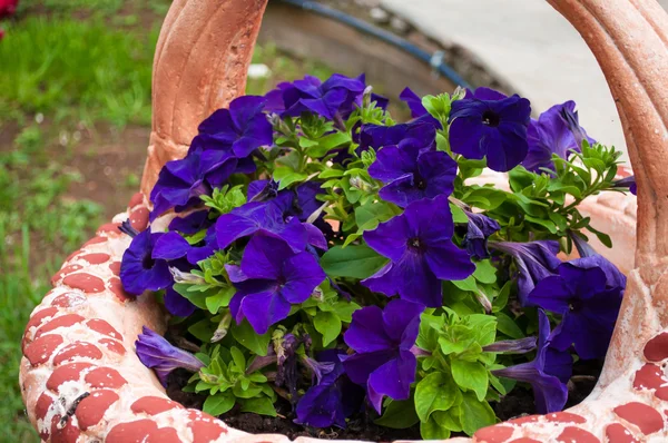 Jardiniere - с фиолетовыми петуниями — стоковое фото