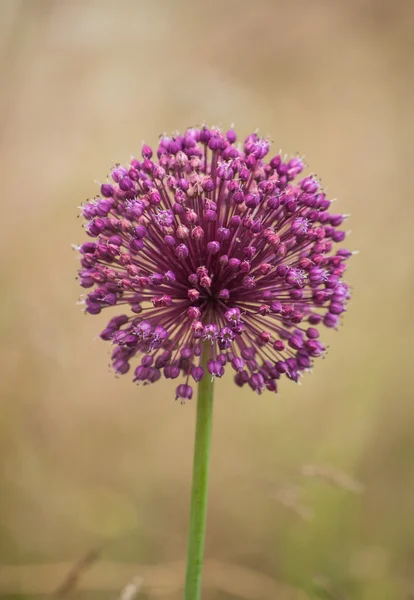 Flores de cebolla púrpura Fotos de stock libres de derechos