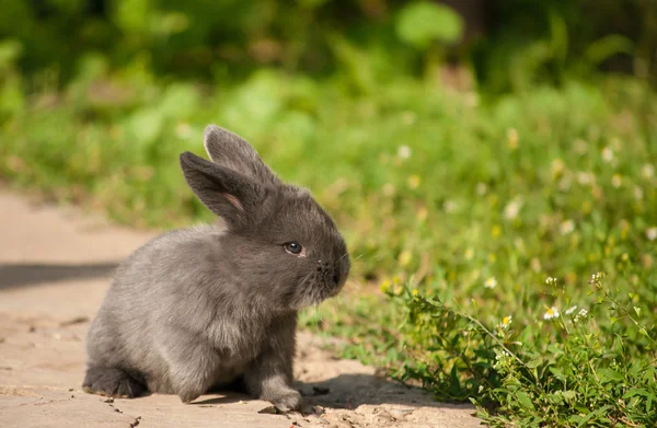 Милий кролик в літній сад — стокове фото