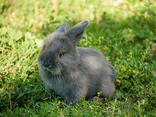 Cute Rabbit in Summer Garden