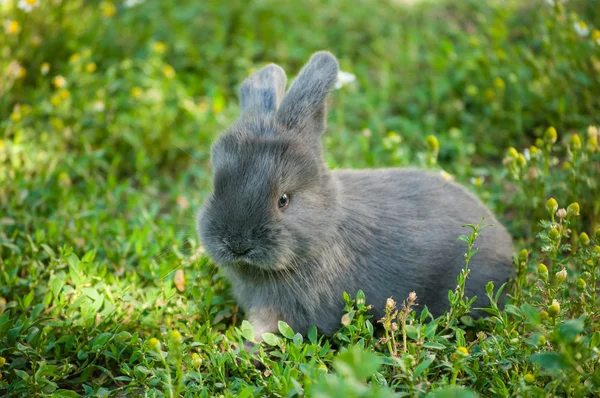 Cute Rabbit in Summer Garden
