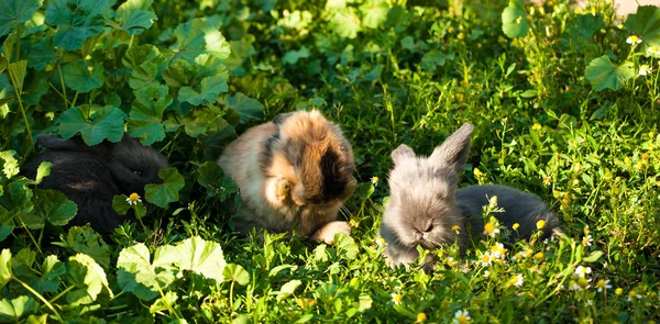 Drei Kaninchenbabys — Stockfoto