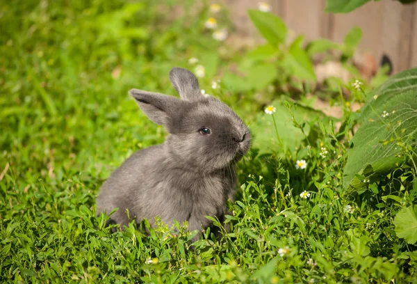 Cute Rabbit in Summer Garden Stock Photo